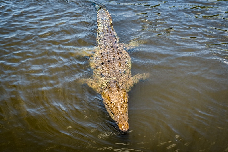 American Crocodile on Black River Cruise Jamaica